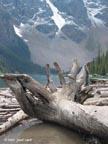 moraine